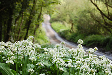 wild garlic